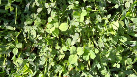 Clover lawn in the sun