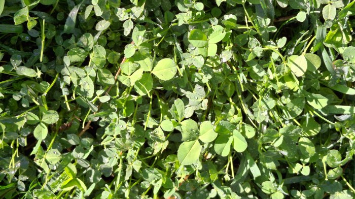 Clover lawn in the sun