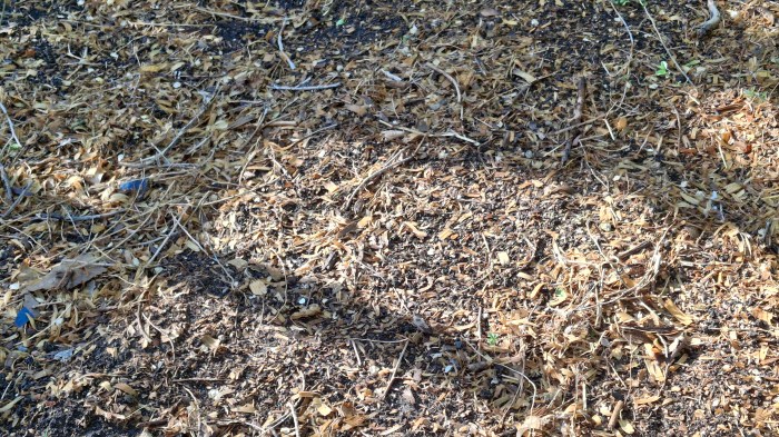 fresh, cleared ground ready for planting