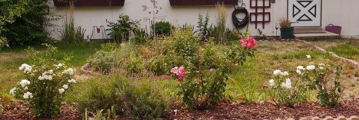 Front yard with dead grass and non-native flower bed