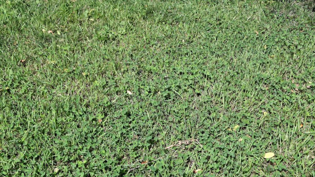 very green clover and black beauty grass lawn