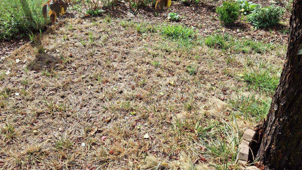 very brown lawn 